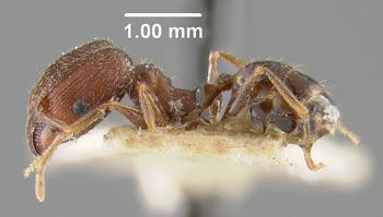 Media type: image;   Entomology 32038 Aspect: habitus lateral view